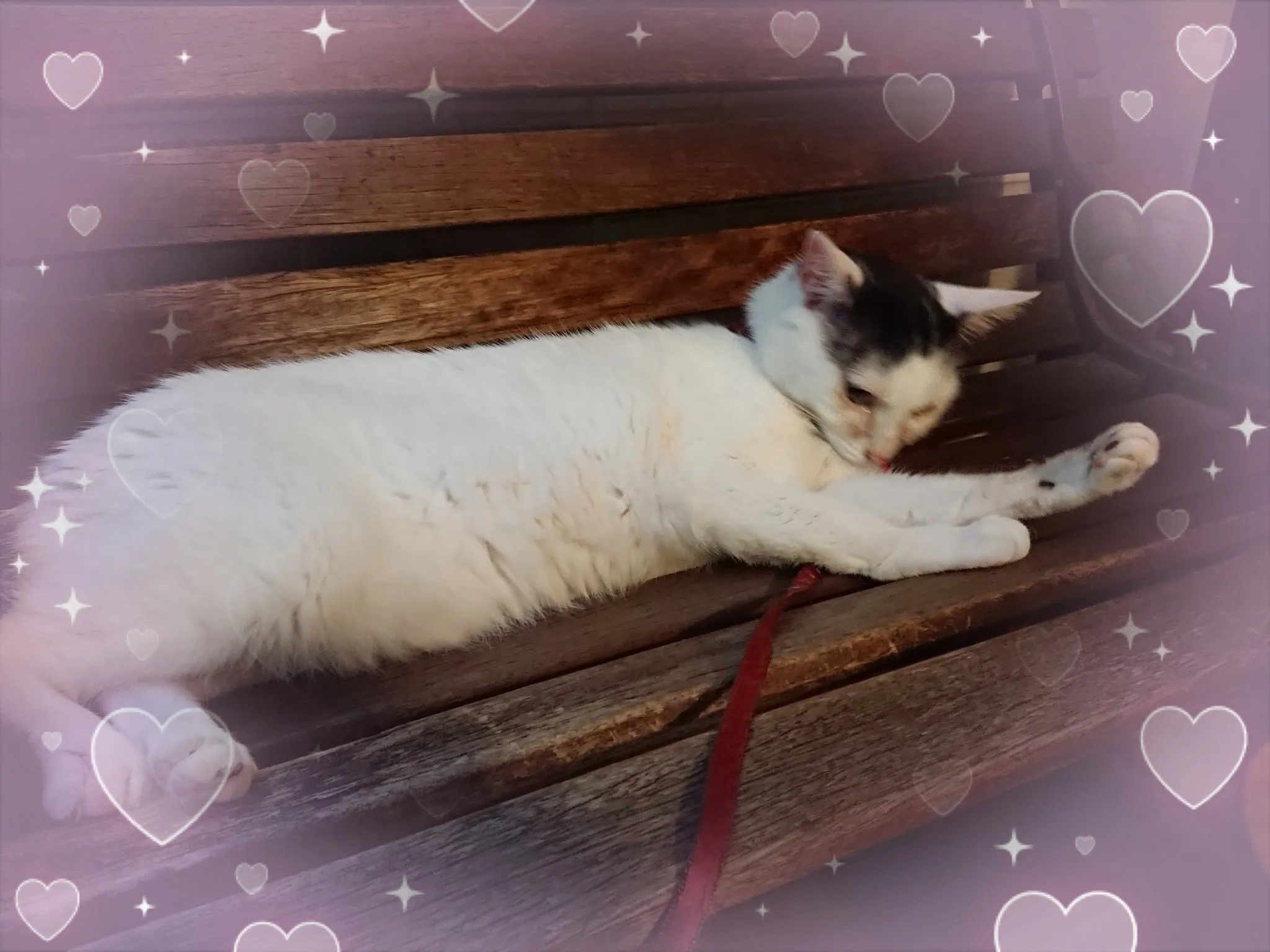 ねこです🐈