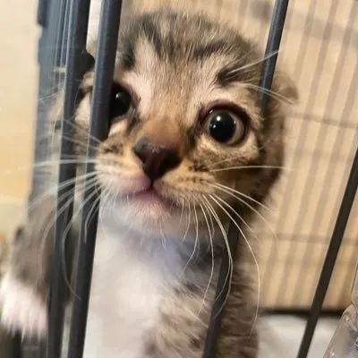 まお