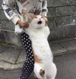 秋葉原制服リフレ 秋葉原 派遣リフレ